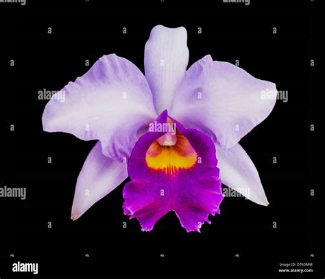 White Cattleya Orchids Hi Res Stock Photography And Images Alamy