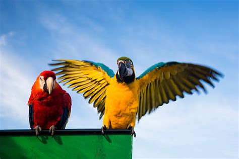 Parrot Wings Spread Stock Photos, Pictures & Royalty-Free Images - iStock