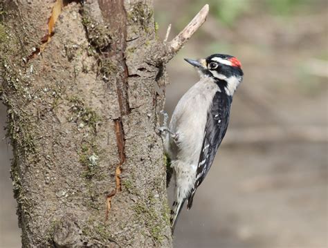 Downey Woodpecker Lake Sammamish Sp Trillium Magus Flickr