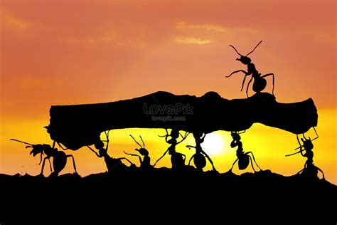 HD Ant Silhouette Backgrounds Images,Cool Pictures Free Download - Lovepik.com