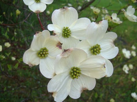 West Virginia Native Wildflowers-The Big Year, 2013: Dogwood