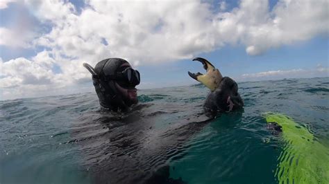 Catching Stone Crabs In South Florida Youtube