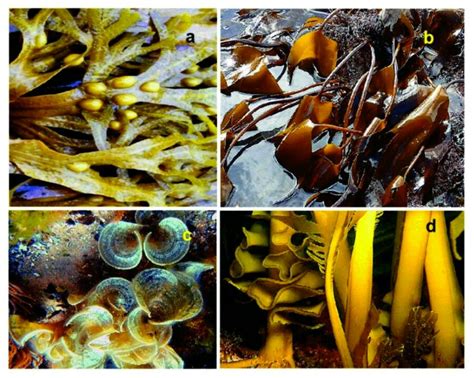 Phaeophyta (Brown Algae): An Overview