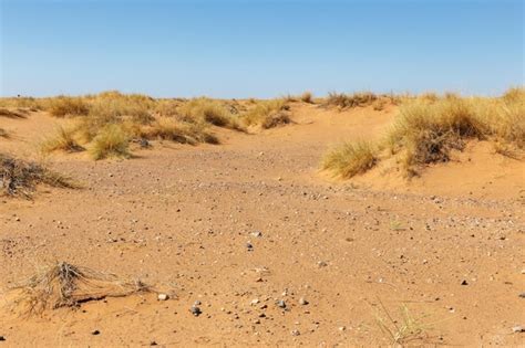 Hierba Seca En Las Dunas De Arena En El Desierto Del Desierto Del