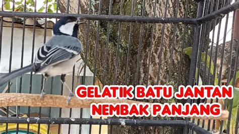 Gelatik Batu Gacor Cocok Buat Pancingan Gelatik Malas Bunyi YouTube