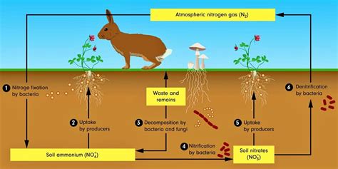 Nitrogen Fixation Pathway