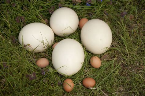 Ostrich Eggs Arrive In Selected Waitrose Branches Poultry News