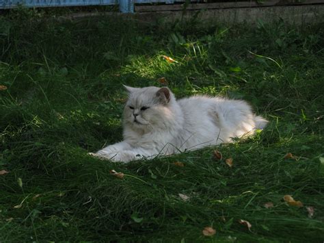 Fondos De Pantalla C Sped Gato Peludo Acostado Grasa X