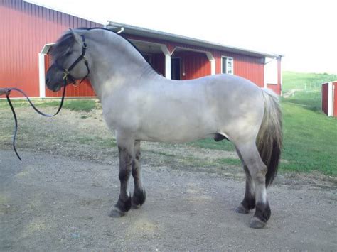 Norwegian Fjord horse... | Fjord horse, Horses, Horse markings