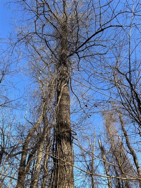 American Persimmon From Fort Boreman Park Parkersburg Wv Us On