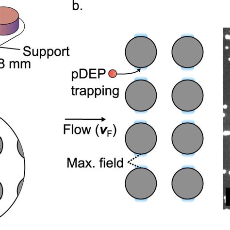 Scheme of the microfluidic system that serves as model porous medium ... 