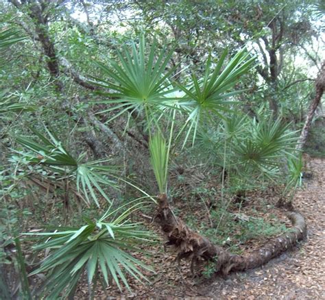 How To Plant And Grow Saw Palmetto Serenoa Repens