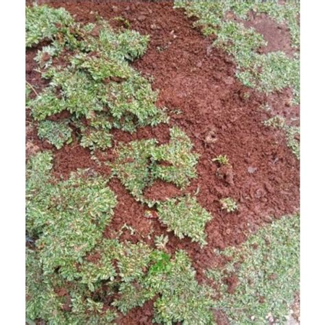 Jual Tanaman Hias Rumput Gajah Mini Varigata Ukuran Cm X Cm Siap