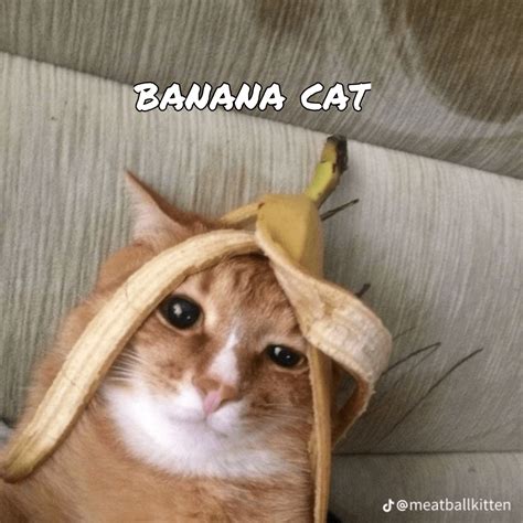 Just a cat with a banana : r/Catmemes