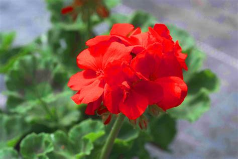 Pelargonium Zonale Stehende Geranien Rot Versand Harro S