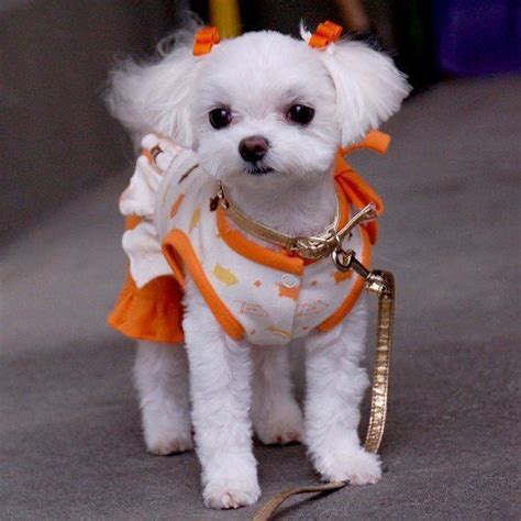 25 Cutest Maltese Haircuts For Your Little Puppy – HairstyleCamp