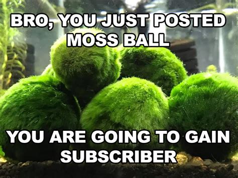 Meme Moss