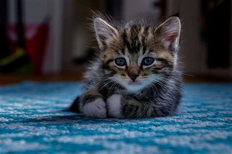 宠物猫食肉目猫科动物搜狗百科