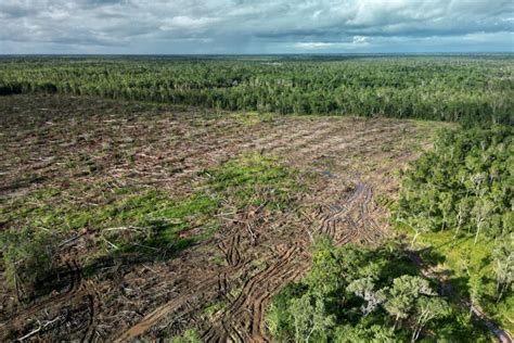 Menyoal Proyek Perkebunan Tebu Dan Bioetanol Di Merauke