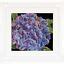 Cross Stitch Kit Thea Gouverneur 497A Hydrangea EBay