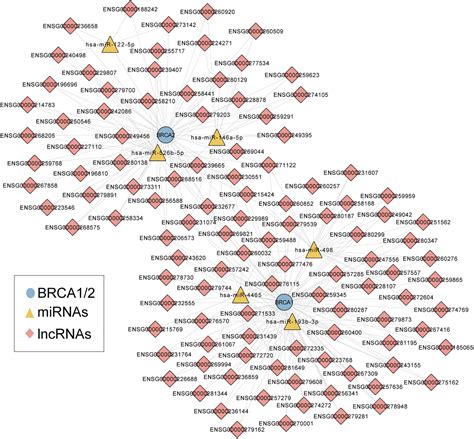 Frontiers Characterization Of Brca Directed Cerna Network