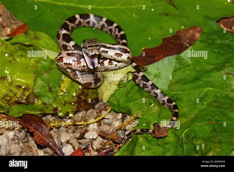 Juvenile rat snake hi-res stock photography and images - Alamy