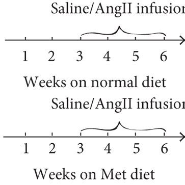 Hhcy Exacerbated Angii Induced Cardiac Hypertrophy In Mice A