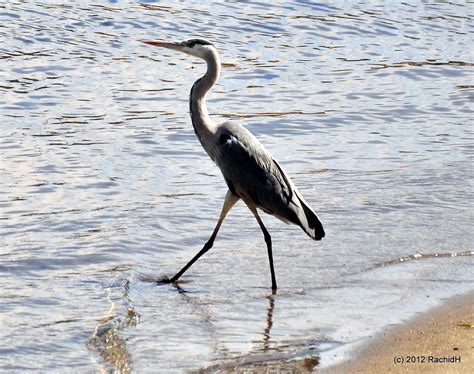 DSC 0421 Grey Heron Ardea cinerea Héron cendré by th Flickr