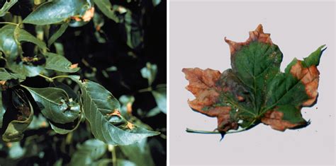 Anthracnose | Plant Disease Diagnostics Clinic