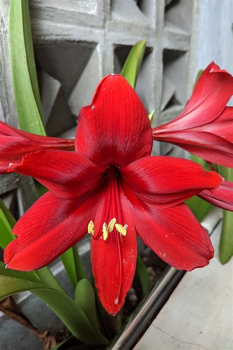 How To Overwinter Amaryllis Bulbs Gardeners Path