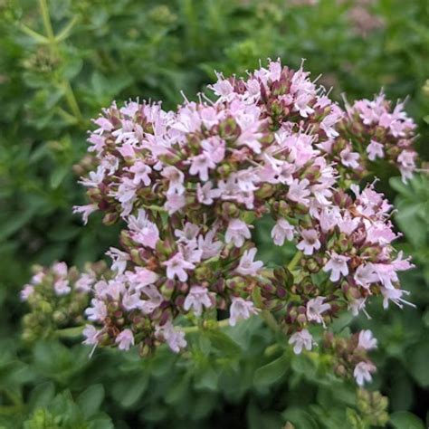 Are Oregano Flowers Edible?