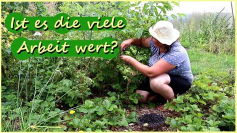 Gartenarbeit August Saatgut Ernten Ernte Verarbeiten YouTube