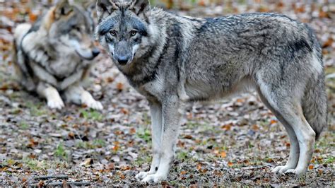 Bauern und Schäfer demonstrieren für mehr Schutz vor Wölfen