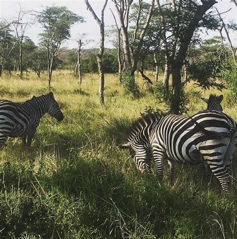 10 Best Rwanda Safari Tours 2026/2027 - TourRadar