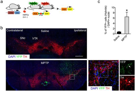 Hematopoietic Stem And Progenitor Cells Spontaneously Fuse With Brain