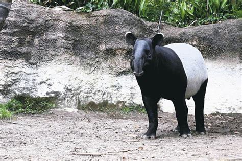 馬來貘「英雄」從日本飛台猝死 熱緊迫致死 動物星球 生活 聯合新聞網