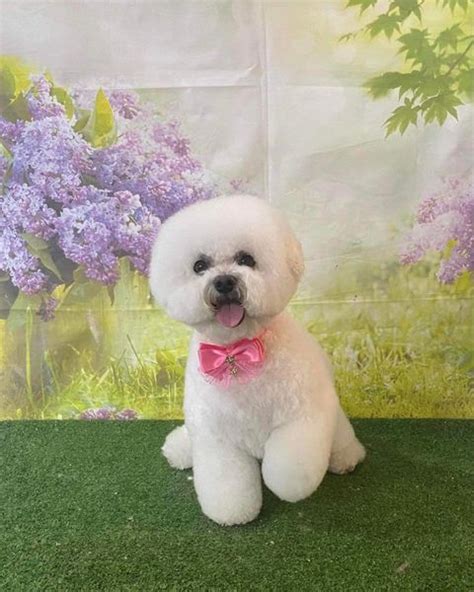 Bichon Frise Haircuts - Top 22 Styles To Try Them Out Now - The Goody Pet