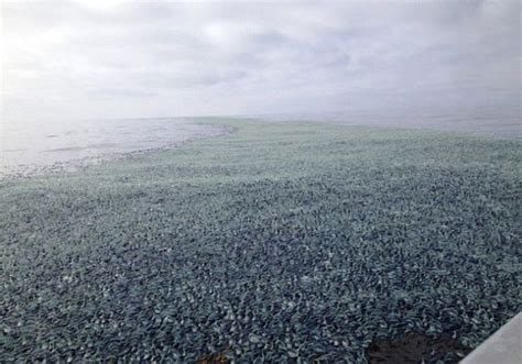 Californian Beaches are Overrun with Velella Velella | Others