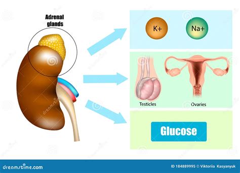 Función De Las Glándulas Suprarrenales En La Secreción Hormonal