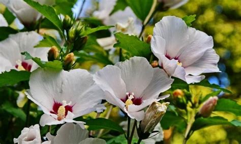 How To Plant And Care Hibiscus Expert Tips For Location And Propagation