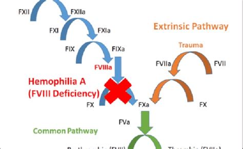 Coagulation Cascade Easy Way To Remember Intrinsic Vs Extrinsic Pathways Pt Or Ptt Otosection