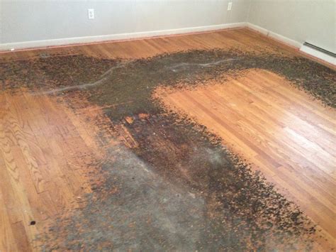 How To Remove Carpet From Wooden Floor Resnooze