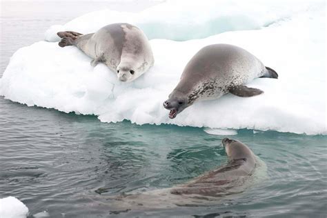 Crabeater Seals - Antarctic and Southern Ocean Coalition