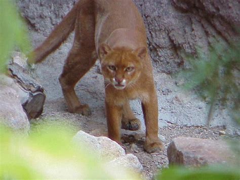 Jaguarundi | Pics4Learning