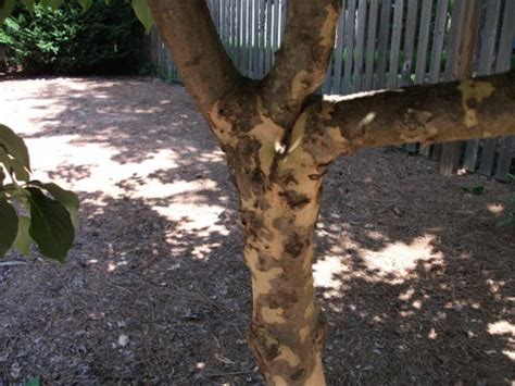 Dogwood Tree Bark Diseases Pictures - Fight for This