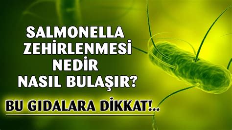 Salmonella Salg N Salmonella Nedir Nas L Bula R Belirti Ve