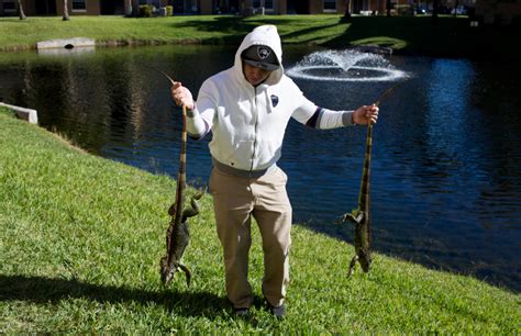 Cold-stunned iguanas forecast to fall from Florida trees | PBS NewsHour