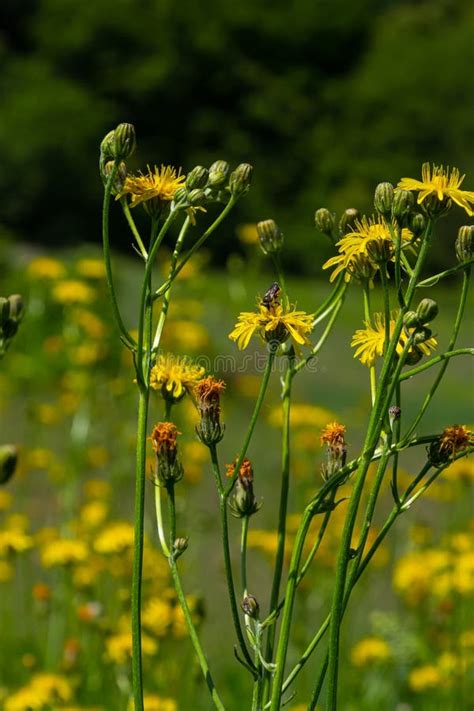 Bright Yellow Pilosella Caespitosa Or Meadow Hawkweed Flower Close Up