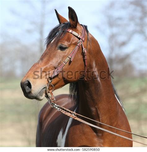 Gorgeous Pinto Stallion Nice Bridle Standing Stock Photo 182590850