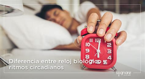 Diferencia Entre Reloj Biol Gico Y Ritmos Circadianos Blog Sognare